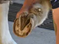Main d'un humain tenant le sabot d'un cheval pour son entretien.