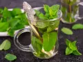 Aromatyczna herbata marokańska z mnóstwem świeżej mięty w szklance z ozdobną łyżeczką.