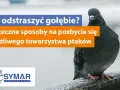 Skuteczne sposoby na odstraszenie gołębi z dachu i uniknięcie bałaganu