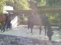 Cheval noir avec masque anti-mouches dans un paddock, un autre cheval brun à gauche.