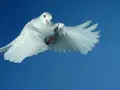 Weiße Taube fliegt vor blauem Himmel. Sie symbolisiert den Heiligen Geist und erinnert an die Bedeutung von Pfingsten.