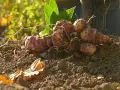 Topinambur appena raccolti, con le loro radici ancora attaccate, pronti per essere cucinati. Il momento ideale per la raccolta del topinambur è l'autunno.