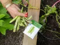 A hand holds fresh bush beans next to a seed packet. This harvest suggests bush beans do not need a trellis, unlike pole beans.
