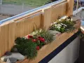 Balconi fioriti moderni con vasi in legno grezzo, margherite bianche e rosse, erba ornamentale e pietre.