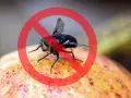 Mosca de la fruta prohibida sobre una fruta.
