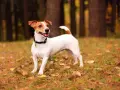 Jak wytresować jack russell terrier, aby uniknąć problemów behawioralnych