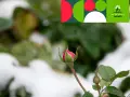 Pąk róży pod śniegiem. Kiedy stosować Treol 770 EC? Dowiedz się, jak chronić rośliny przed mrozem i szkodnikami.