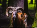 Un majestueux mouflon pyrénéen, avec ses cornes impressionnantes, se tient fièrement dans une forêt sombre.