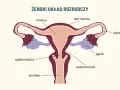 Schemat żeńskiego układu rozrodczego. Widoczna macica, jajowody, jajniki, szyjka macicy, endometrium i pochwa, która pełni kluczową funkcję w rozrodczości.