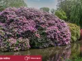 Majestatyczny rododendron w pełnym rozkwicie, kiedy kwitną rododendrony, tworzy fioletową falę nad wodą.
