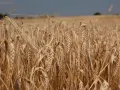 Jakie nawozy pod jęczmień jary zapewnią najlepszy plon i zdrowie roślin