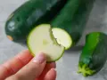 Frische Zucchini roh essen ist gesund und lecker. Eine Hand hält ein Stück, das angeknabbert ist.