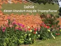 Bunte Dahlien blühen vor einer Ziegelmauer. Dieser Standort mag die Tropenpflanze, die sich hier prächtig entwickelt.