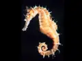 Un elegante caballito de mar, con su cola en espiral, nada en la oscuridad.