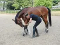 Un homme en tenue d'équitation ajuste les rênes d'un cheval bai, préparant son entraînement de chevaux de course.