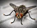 Mosca de cerca, con sus grandes ojos rojos y patas peludas. Una imagen que inspira a pensar en como matar moscas.