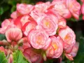 Kaskada różowych i łososiowych kwiatów begonia bulwiasta, z delikatnymi płatkami ułożonymi w spiralne wzory.