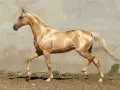 Cheval Akhal-Teke doré, silhouette élancée, crinière et queue claires, se déplaçant avec grâce devant un mur de pierre.