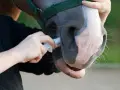 Une main administre un médicament à un cheval par la bouche. Le cheval porte un licol vert.