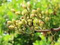 W jakim kraju rosną pistacje? Podróż śladami zielonych orzechów