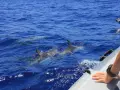 Delfiny w Morzu Śródziemnym: Gdzie i jak je spotkać na wakacjach?