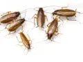 Grupo de cucaracha alemana cría, con sus antenas largas y cuerpos marrones, sobre fondo blanco.