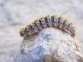 Un gusano procesionaria, con su cuerpo peludo y anaranjado, avanza sobre una roca.