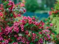 Üppige, pinke Weigelie-Blüten im Garten. Ein Rückschnitt sorgt für gesunden Wuchs und reiche Blüte im nächsten Jahr.