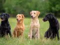 Labrador czy golden retriever - który pies lepiej pasuje do rodziny?