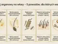 Olej arganowy na włosy: głębokie nawilżenie, mniej puszenia, regeneracja, wsparcie skóry głowy i ochrona przed słońcem, mrozem i stylizacją.