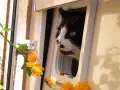 Schwarz-weiße Katze mit grünen Augen schaut neugierig durch eine Katzenklappe. Sie scheint die Freiheit der "katzen mietwohnung" zu genießen.