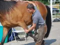 Un ostéopathe équin ajuste la patte d'un cheval brun, assurant son bien-être.