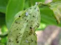 Un'infestazione di afidi limone su una foglia verde. Si vedono insetti di varie dimensioni, alcuni bianchi e altri verdi, e una formica.