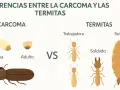Ilustración compara la carcoma (larva, adulto) con las termitas (trabajadora, soldado, reina).