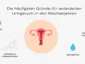 Hormonelle Veränderungen, Infektionen, Dehydration und veränderte Vaginalflora können dazu führen, dass Urin riecht.