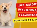 Jak wychować szczeniaka? Poradnik krok po kroku i kluczowe komendy