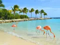 Aruba wakacje: flamingi brodzą w turkusowej wodzie przy plaży z palmami. Idealne miejsce na relaks.