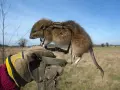 Ręka w rękawicy trzyma pułapkę z uwięzionym dzikim szczurem na tle nieba i pola.
