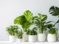 Zielone rośliny w białych doniczkach, idealne jako jakie kwiaty do łazienki. Monstera, paprocie i inne.