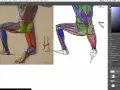 Szkic przedstawia anatomię nogi z zaznaczonymi mięśniami w różnych kolorach, ukazując szczegółową budowę kończyny.