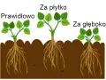 Jak sadzić truskawki odstępy, aby uniknąć błędów i zwiększyć plony