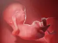 Płód w 13 tygodniu ciąży, który to miesiąc rozwoju, wygląda jak mały człowiek.