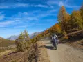 Motociclista su strada sterrata, strada colle delle finestre, con larici dorati e montagne sullo sfondo.