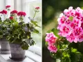Två pelargoner, en med mörka blad och rosa blommor på en fönsterbräda, och en annan med ljusrosa blommor utomhus. Gula blad på pelargon kan vara ett tecken på att den behöver mer ljus.