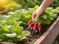 Frische Radieschen werden aus dem Beet geerntet. Die grünen Blätter und roten Knollen sind ein Zeichen für erfolgreiche Radieschen pflanzen.