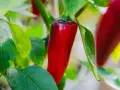 En röd chili hänger redo att skördas. En vacker påminnelse om att odla chili för hetta och smak.
