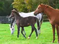 Un jeune poulain brun gambade dans un pré verdoyant, entouré de chevaux adultes.