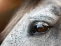 Gros plan sur l'oeil d'un cheval, reflétant un paysage. La peau grise mouchetée et les longs cils blancs accentuent la beauté de cet oeil de cheval.