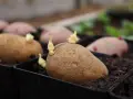 Potatis i pallkrage börjar gro. Små skott tittar fram ur de bruna potatisarna, redo att växa i jorden.