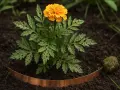 En ensam, gul tagetes med hål i bladen, omgiven av mörk jord och en kopparkant. Ett tecken på att det är dags att odla tagetes.